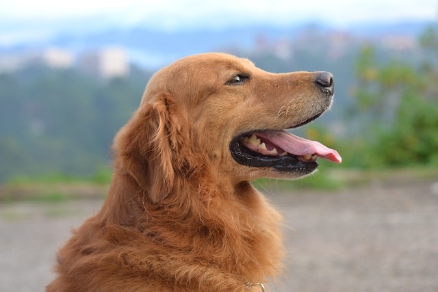 hond